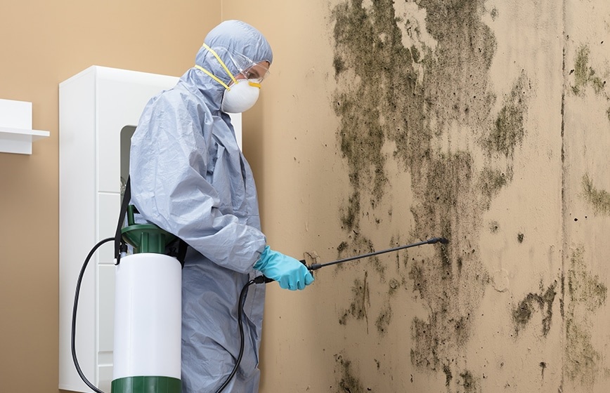 Mississauga Mold Removal: A Comprehensive Guide to Keeping Your Home Safe and Healthy